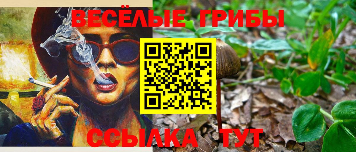Псилоцибиновые грибы Psilocybine cubensis Северобайкальск